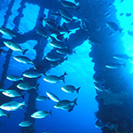 Fish near oil and gas platform in Gulf of Mexico