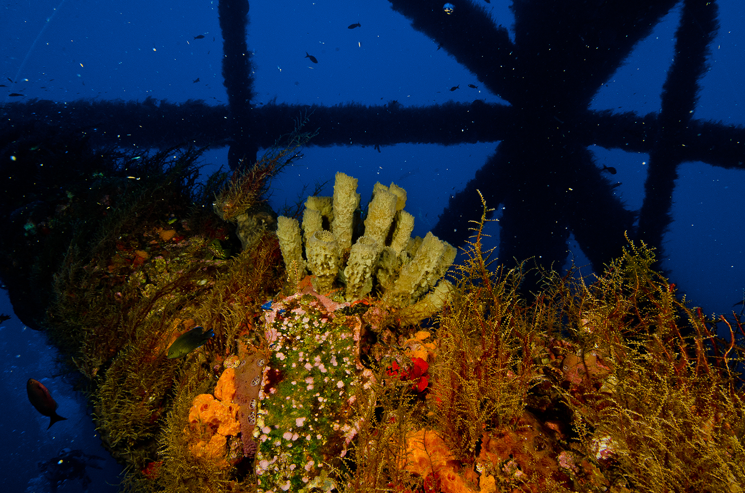 Sponges, hydroids, and more on an oil and gas platform.