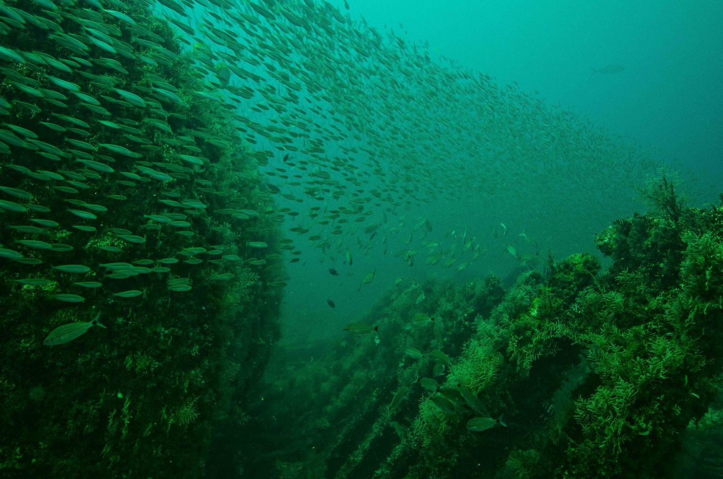Schools of fish swim among hydroids through the ribs of the sunken 'Russian Freighter' artificial reef off Pensacola, Florida.