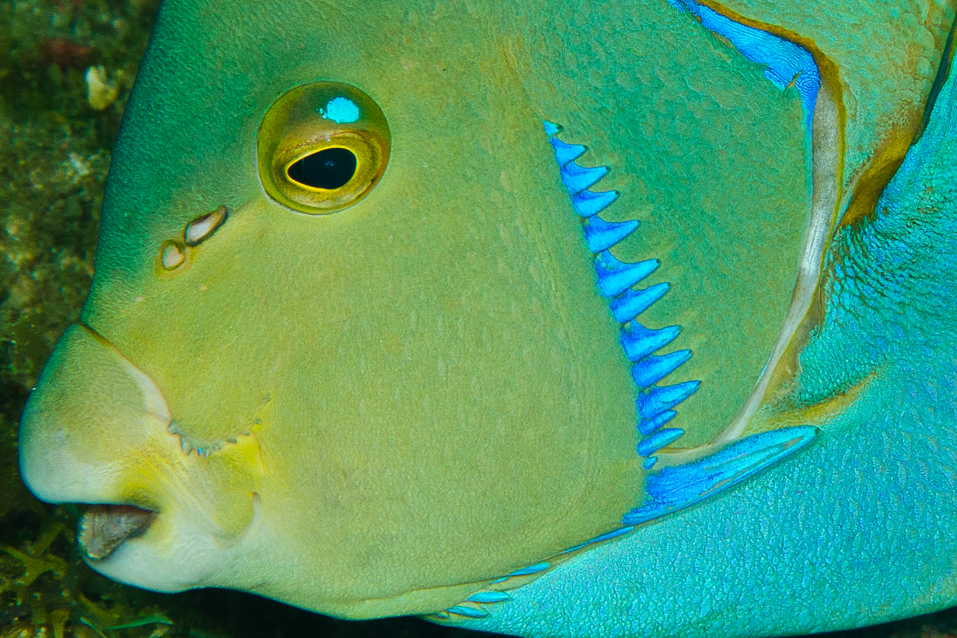 The blue angelfish has spines on its gill plate.