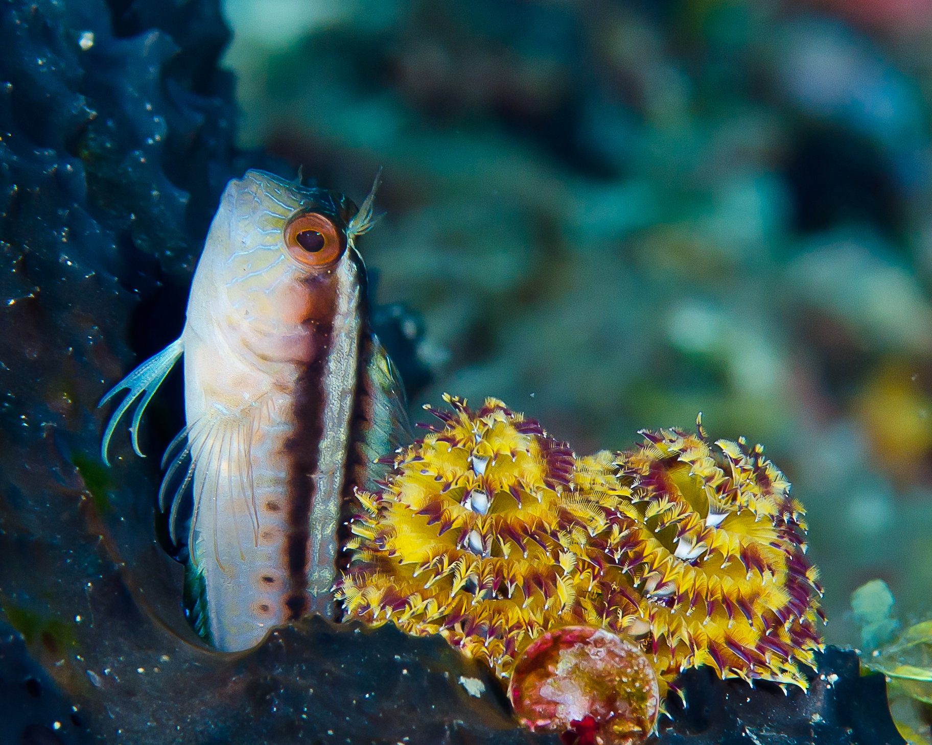 This seaweed blenny lives in a loggerhead sponge, beside a yellow christmas tree worm.