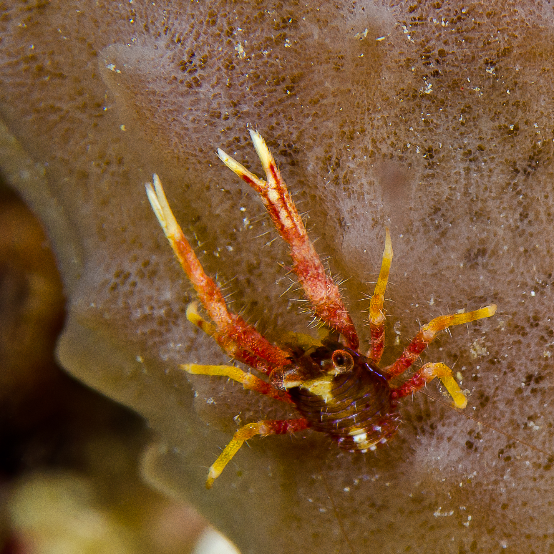 A small squat lobster hangs out on a vase sponge.