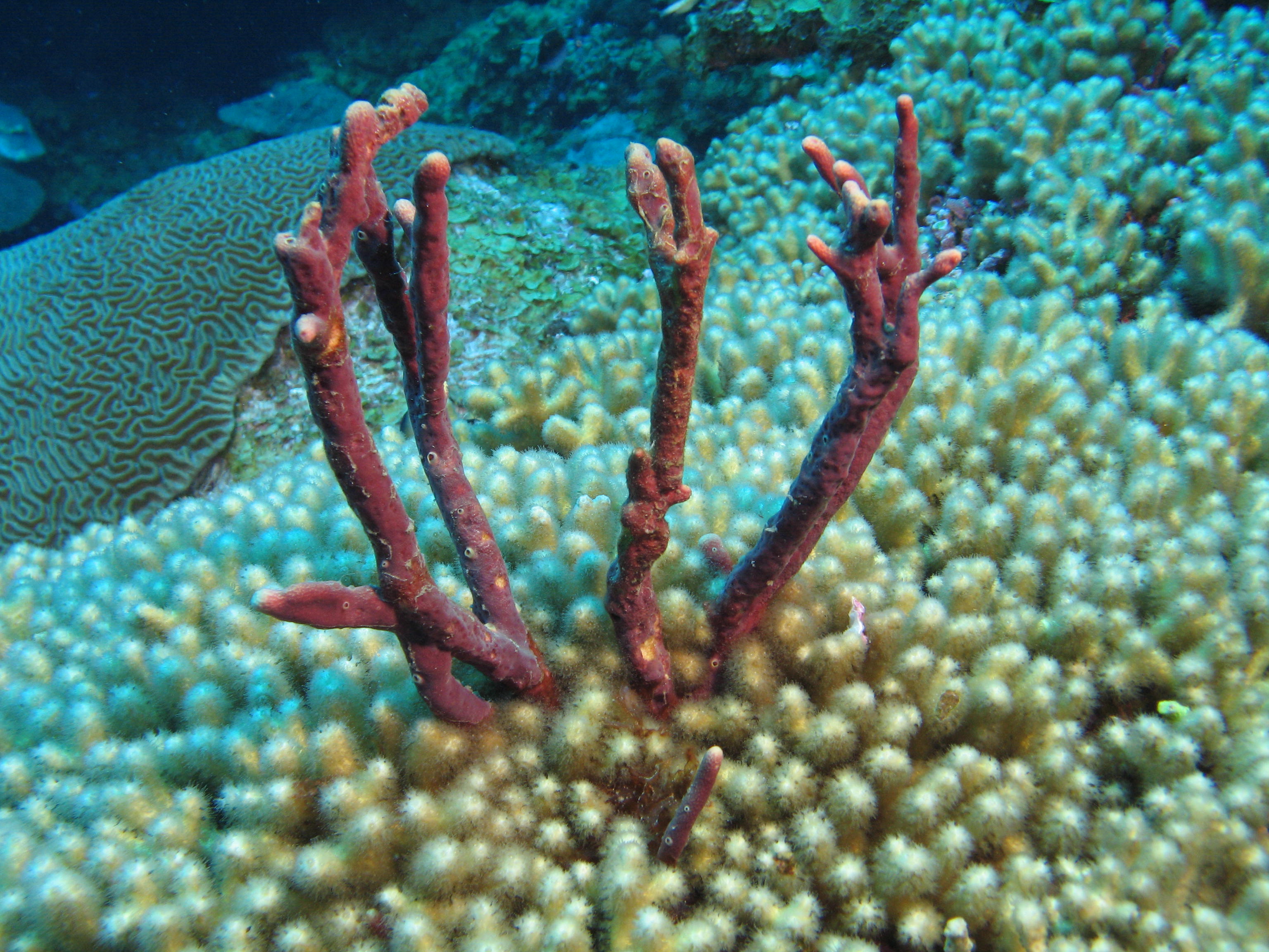 Purple rope sponge growing in a field of yellow pencil coral at the Flower Garden Banks coral reefs, 100 miles offshore in the Gulf of Mexico.