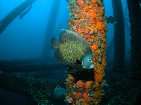 The Gulf of Mexico is well known as a sports fishing paradise with offshore oil and gas platforms that are home to some of the best fishing in the Gulf. Image of fish under water near decommissioned oil platform.