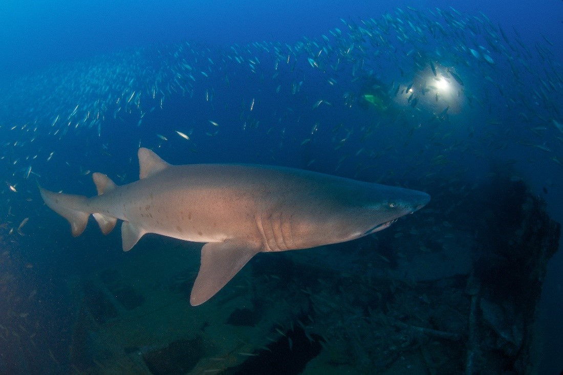  Sand Tiger Shark (Carcharias taurus) with divers inspecting the remains of a shipwreck.