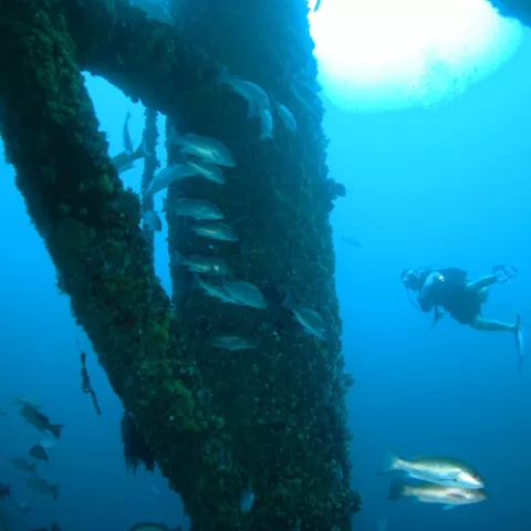 R2Rsnapper_mdj051214 Diver fish and rig