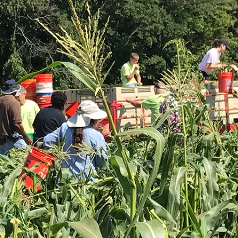 BSEE and BOEM employees harvest corn from the fields at First Fruits Farm in Freeland, MD. This gleaning event engaged employees who collected over 16,000 pounds of corn for Feds Feed Families.