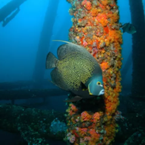 The Gulf of Mexico is well known as a sports fishing paradise with offshore oil and gas platforms that are home to some of the best fishing in the Gulf. Image of fish under water near decommissioned oil platform.